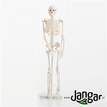 Model szkieletu człowieka, 1/2 wielkości naturalnej