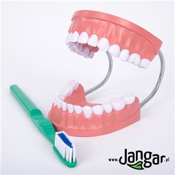 A model for learning oral hygiene