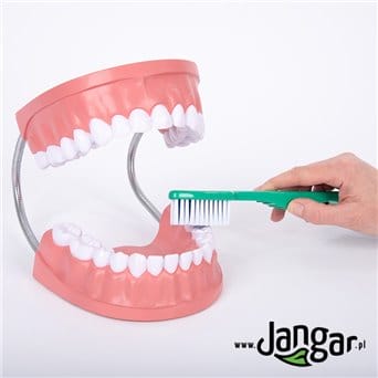 Model do nauki higieny jamy ustnej
