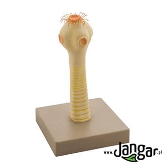 Armed tapeworm head model