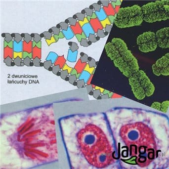 Genetyka – pakiet 28 kolorowych foliogramów z opisami i kartami pracy