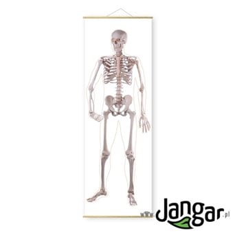 Plansza ścienna: Szkielet człowieka – przód, wys. 190 cm