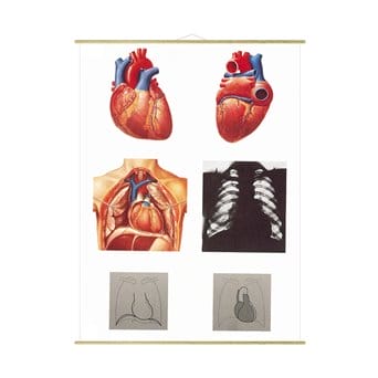 Plansza ścienna: Serce człowieka i jego położenie w klatce piersiowej, 84x118 cm, z drążkami