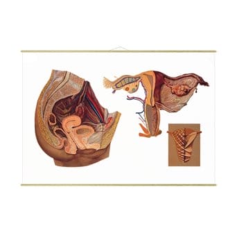Plansza ścienna: Żeńskie organy rozrodcze, 84x118 cm
