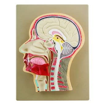 Przekrój boczny głowy ludzkiej, model reliefowy