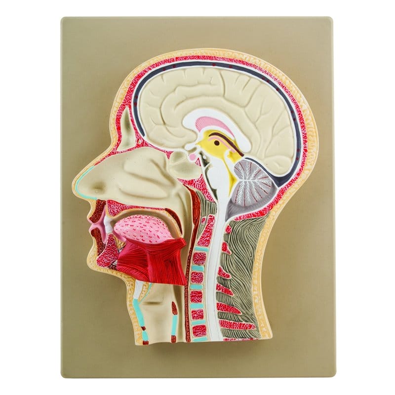 Przekrój boczny głowy ludzkiej, model reliefowy