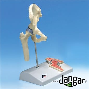 Joint model, with a hip section