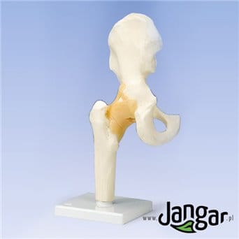 Joint model, movable-hip