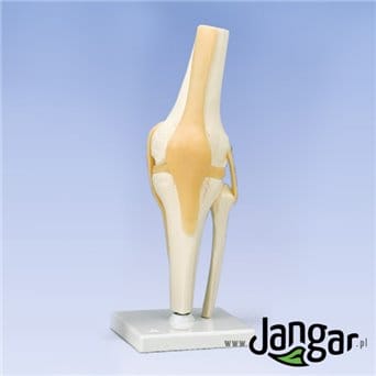 Joint model, movable knee model
