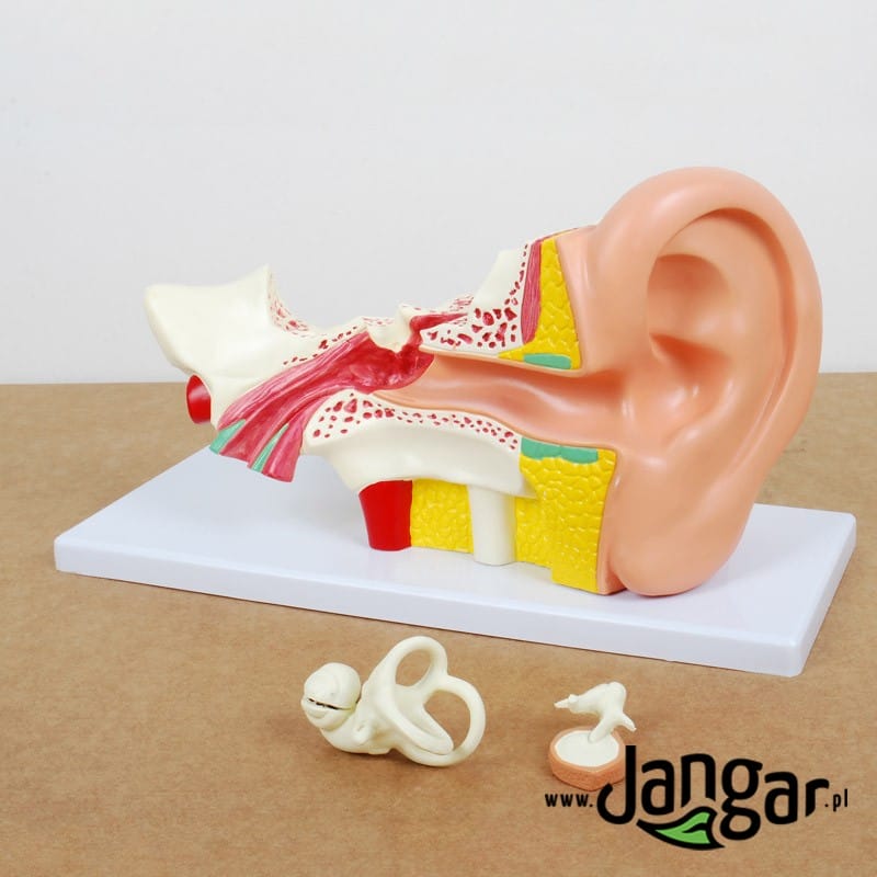 Model ucha ludzkiego, 4x, 4-cz. model podstawowy