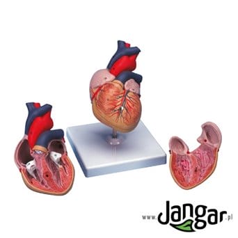 Model of the human heart, 2-ch, natural size