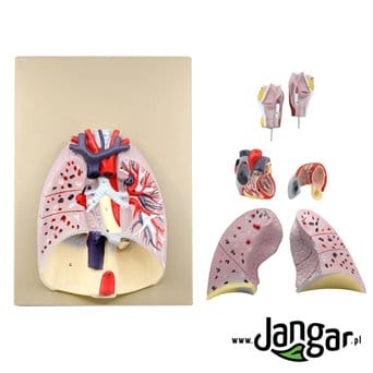 Heart and lung model with surroundings, 7-part