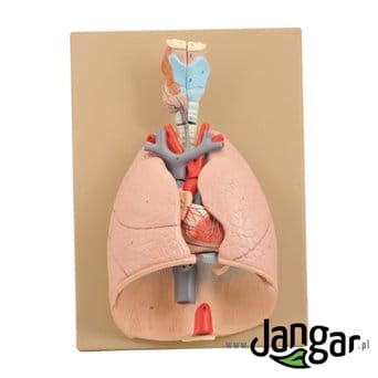 Heart and lung model with surroundings, 7-part