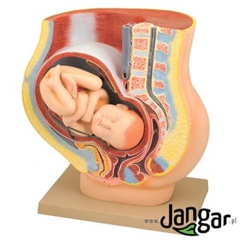 Pregnant woman's pelvis model with Removable Fetus