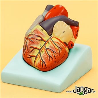 Model serca ludzkiego, 2-cz., podstawowy