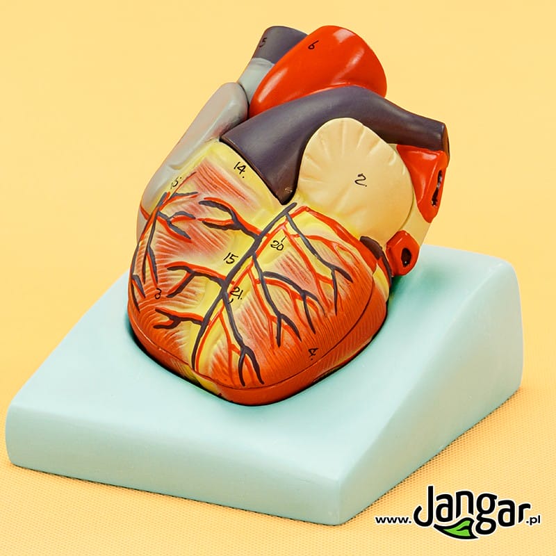 The model of the human heart, 2b., basic