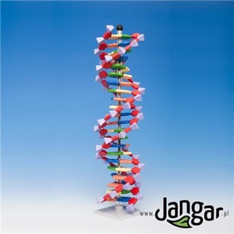 Model DNA – duży  (2 skręty helisy, 45 cm)