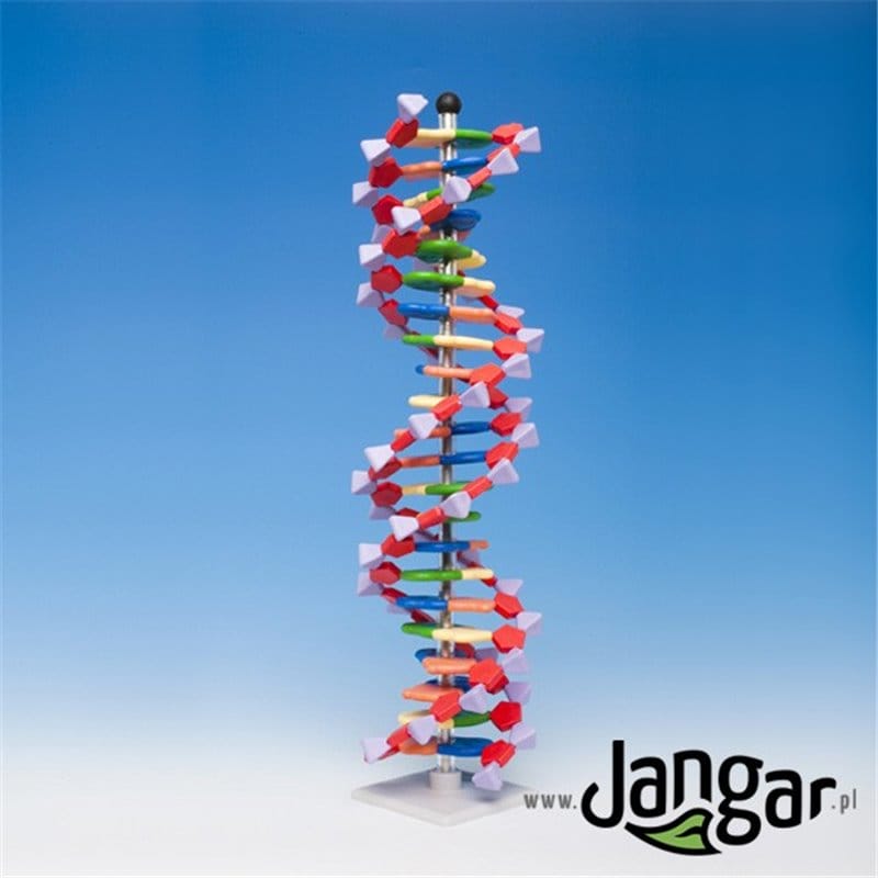 DNA model - large (2 helix turns, 45 cm)