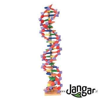 Model DNA – duży  (2 skręty helisy, 45 cm)