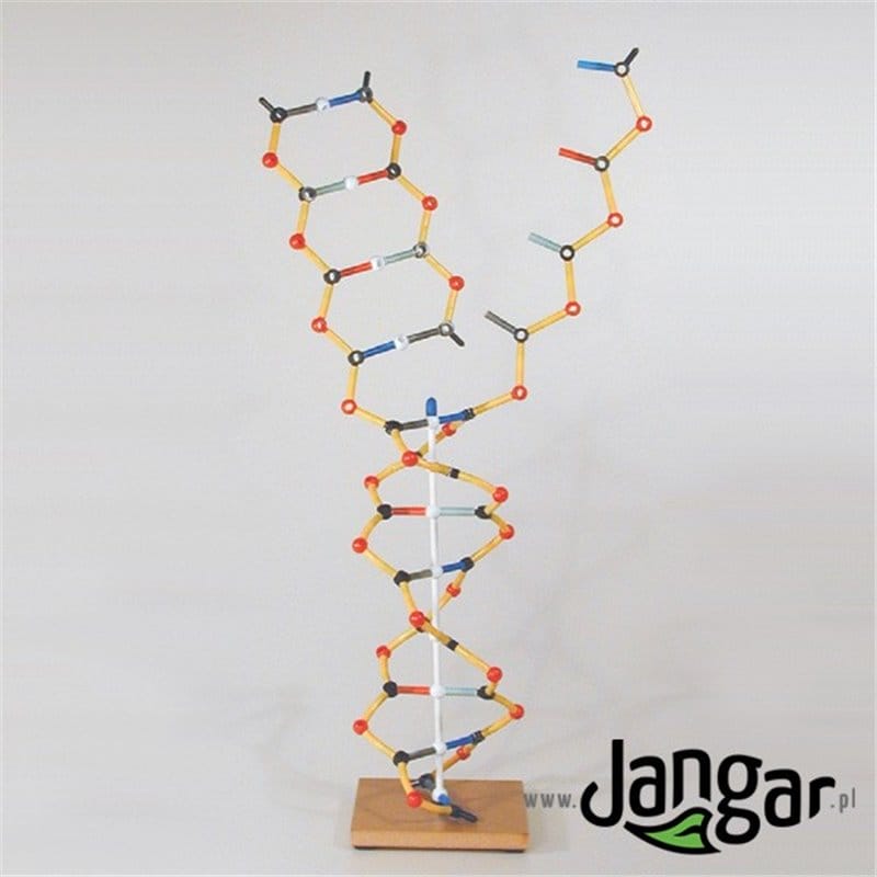 Model DNA ekonomiczny