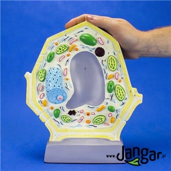 Plant cell model
