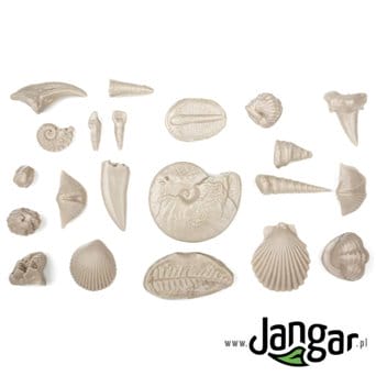 Fossil Science Kit