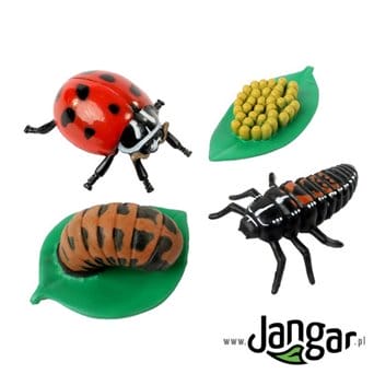 Model Set: Ladybug Life Cycle