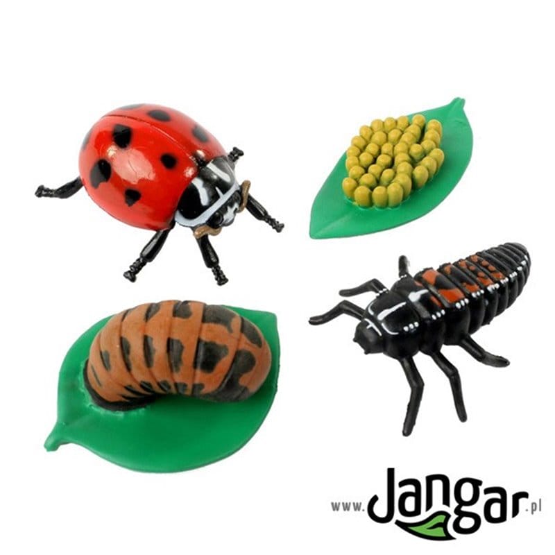 Model Set: Ladybug Life Cycle