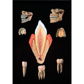 Plansza ścienna: Zdrowe zęby, 84x118 cm