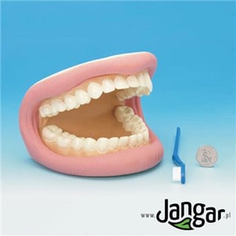 Model do nauki higieny jamy ustnej – miękki