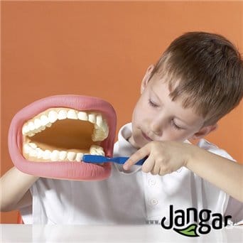 Model do nauki higieny jamy ustnej – miękki