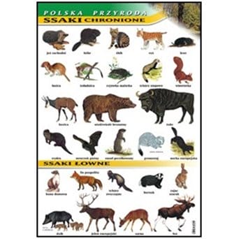 Wallboard: Protected and hunting mammals - Polish nature