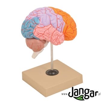 Model mózgu ludzkiego z zaznaczonymi płatami