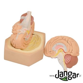 Model mózgu ludzkiego, 2-częściowy, podstawowy