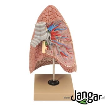 The model of the human right lung with a cross-section