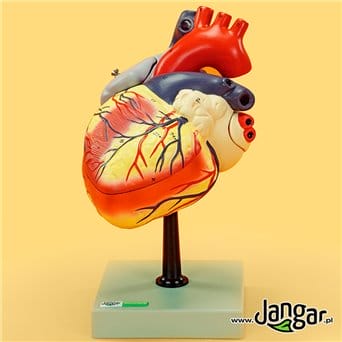 Human heart model, 4-part, enlarged 2-fold