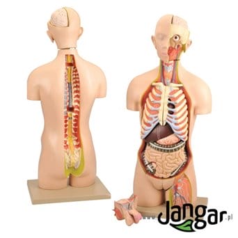 Human Torso Model with Head, 28 parts, Life-Size, Dual Sex, Open Front and Back Sections