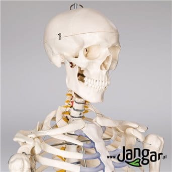 Model szkieletu człowieka na stojaku, wielkość naturalna w. II