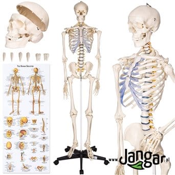 A model of a man's skeleton on a rack, natural size in. II