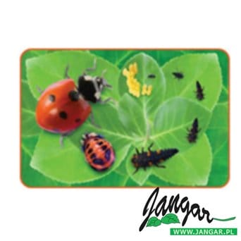 Puzzles 24-ch.: Ladybug Life Cycle