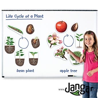 Cykle rozwojowe roślin – zestaw magnetyczny