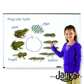 Cykl rozwojowy żaby – zestaw magnetyczny