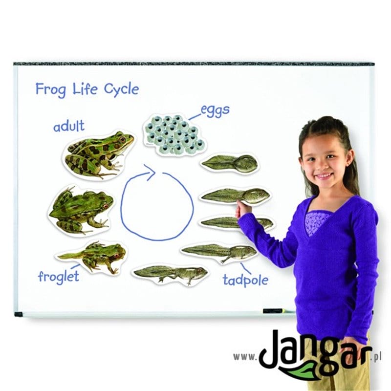 Cykl rozwojowy żaby – zestaw magnetyczny