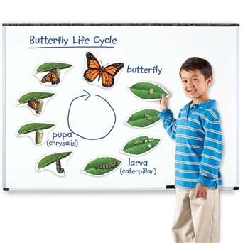 Cykl rozwojowy motyla – zestaw magnetyczny