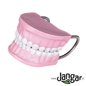Dental model for learning oral hygiene, enlarged 3x, with toothbrush