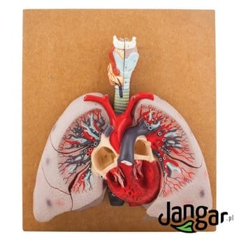 Model płuc, krtani (2-cz.) i serca, na tablicy