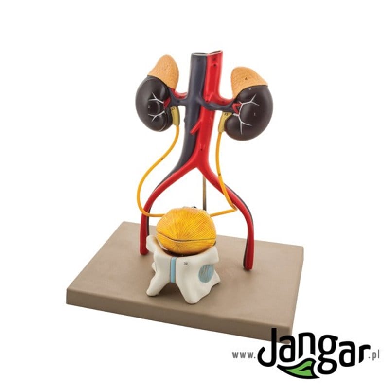 3D male urinary system model, 4-part