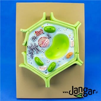 Plant cell model, structure
