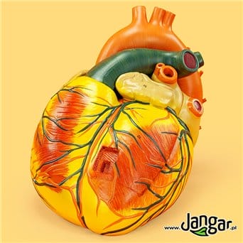 Wielki model serca ludzkiego, 3-częściowy