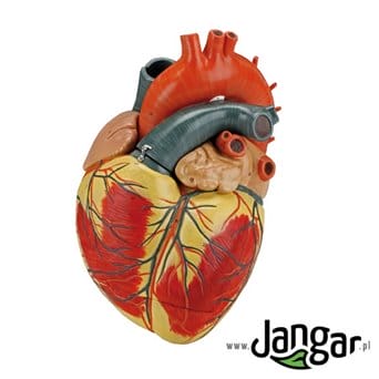 A great model of the human heart, 3-part